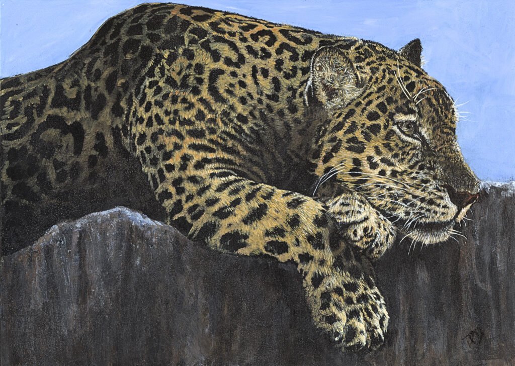 Leopard on Rock